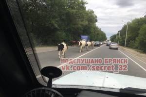 В Брянске стадо коров перекрыло движение на улице Речной