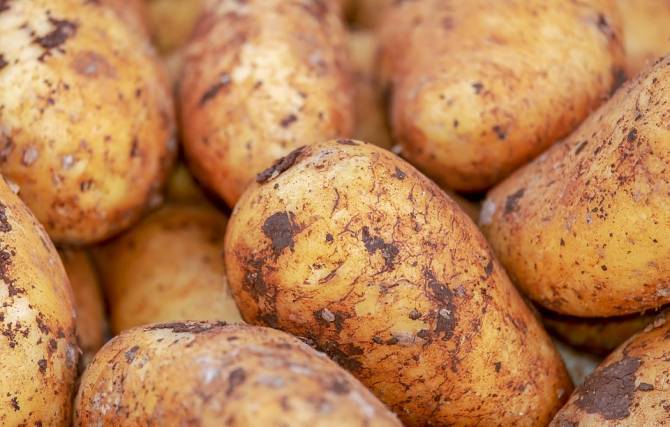 На брянских рынках цена молодого картофеля снизилась с 200 до 100 рублей
