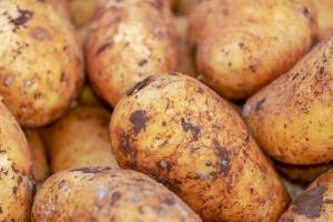 На брянских рынках цена молодого картофеля снизилась с 200 до 100 рублей