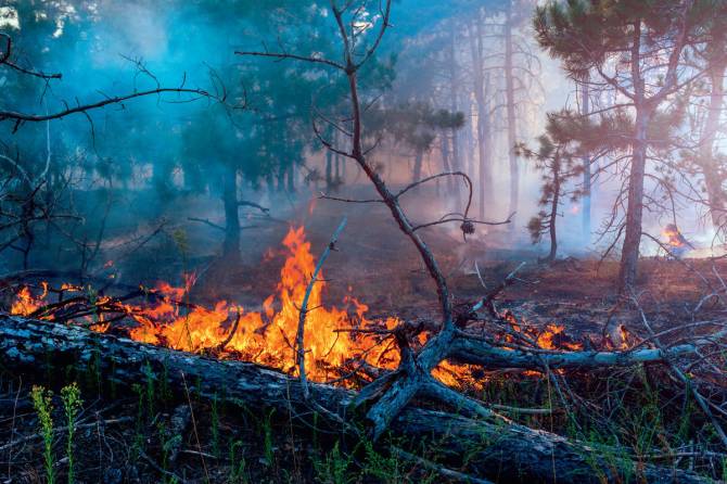 Между климовскими Сушанами и Бровничами загорелся лес