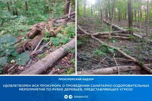 Мэрию Брянска обязали убрать бурелом и сухие деревья в роще «Соловьи»