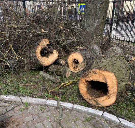 В брянском парке Толстого спилили 12 аварийных деревьев