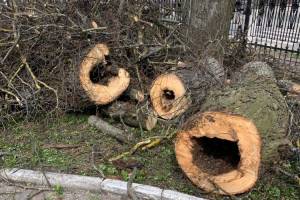 В брянском парке Толстого спилили 12 аварийных деревьев