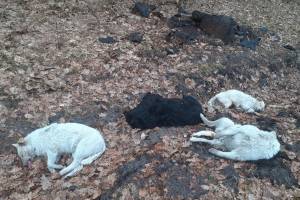 В брянском лесу обнаружили трупы убитых собак