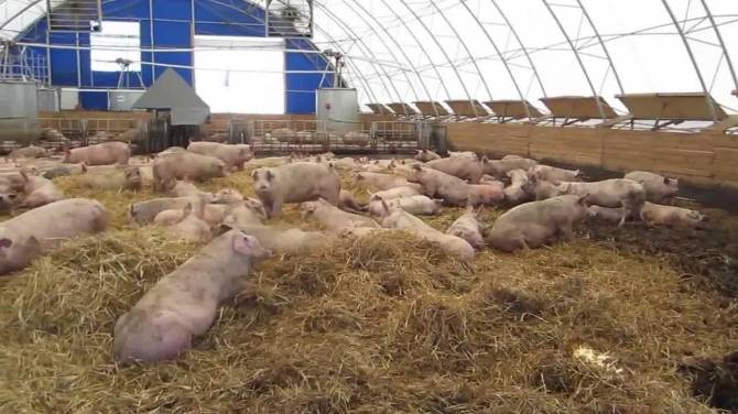 Незаконно разрешили строительство свинофермы навлинские чиновники