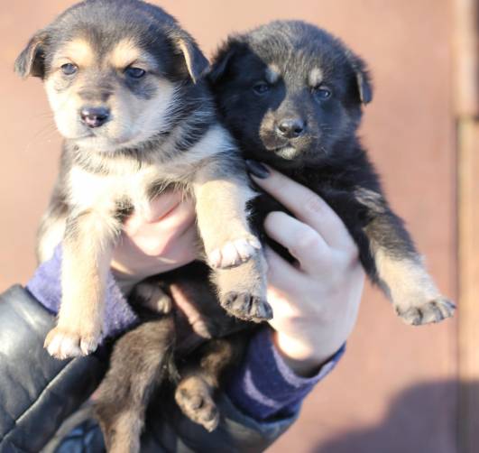 В Почепе ищут хозяев для 21 щенка