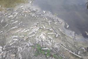 В Брянской области массово гибнет рыба