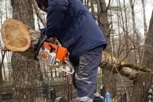 В Брянске на кладбищах началась уборка аварийных деревьев