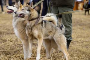В Клинцах выбрали лучших охотничьих собак