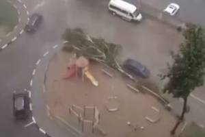 В Брянске сняли на видео падение сознательного дерева