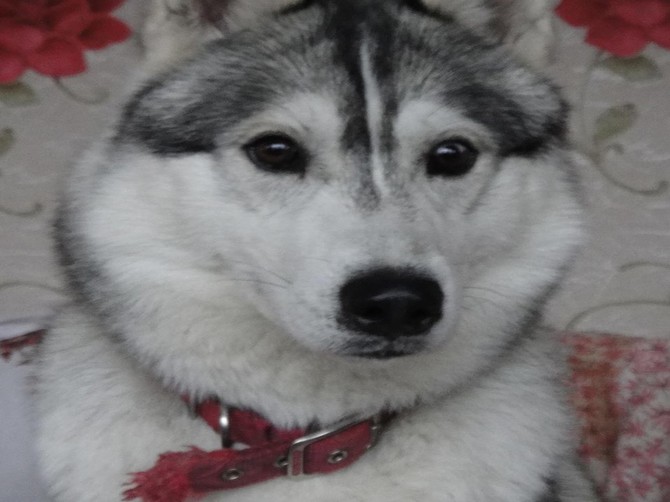 В Жуковке догхантеры зверски убили собаку породы хаски
