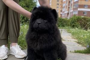 В Брянске обещано вознаграждение за пропавшего щенка чау-чау
