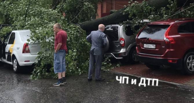 В Брянске упавшее дерево придавило несколько автомобилей