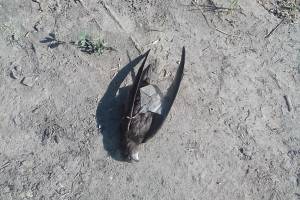 В Брянске жителей улицы Костычева напугала массовая гибель птиц