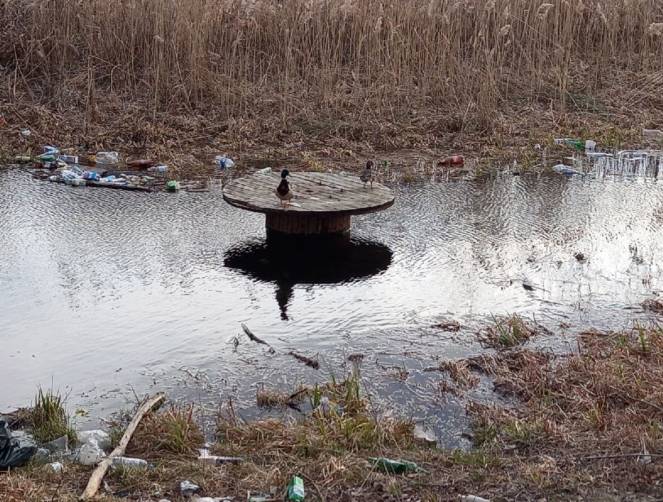 В Брянске сняли на фото шокированных мусором уток 