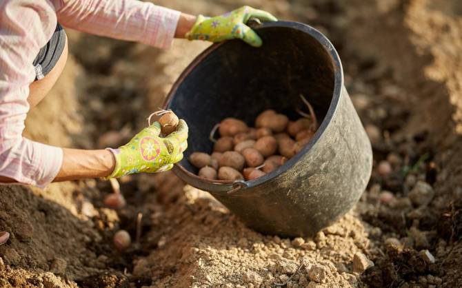 Сажать картошку в этом году планируют 48% брянцев