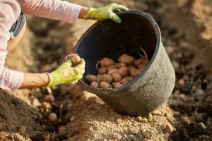 Сажать картошку в этом году планируют 48% брянцев