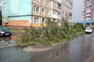 В Брянске на переулке Пилотов рухнуло дерево