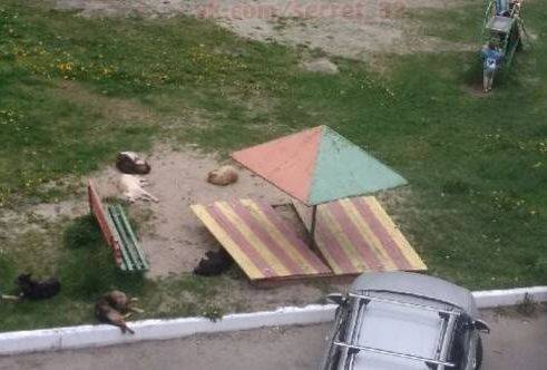 В Брянске стая бродячих собак устроила лежбище на детской площадке