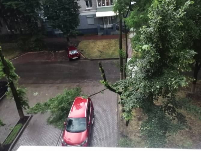В Брянске автомобиль оказался на пути падающего дерева