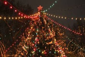 В Брянске объявили поиск главной новогодней ёлки