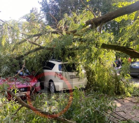 В Брянске ураганный ветер повалил дерево на припаркованные автомобили