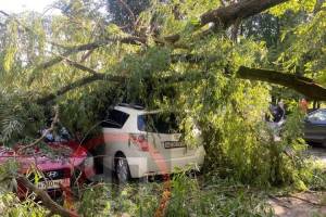В Брянске ураганный ветер повалил дерево на припаркованные автомобили