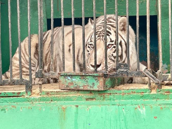 В Навле суд приостановил работу зоопарка «Зоолэнд»
