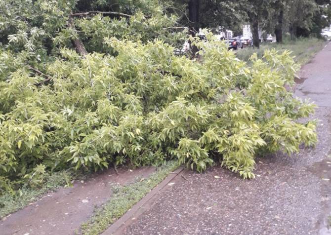 В Брянске на улице Медведева рухнуло дерево