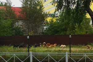 В Брянске огромная стая бродячих собак оккупировала автовокзал