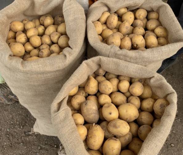 Богомаз назвал цену на картофель завышенной