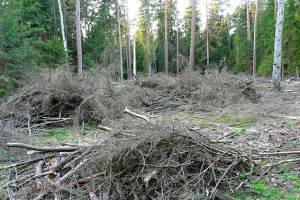 Брянских арендаторов леса накажут за нарушения при санитарных рубках в заказниках