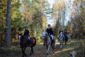 Под Брянском пройдет турнир по конному туризму «Партизанская тропа»
