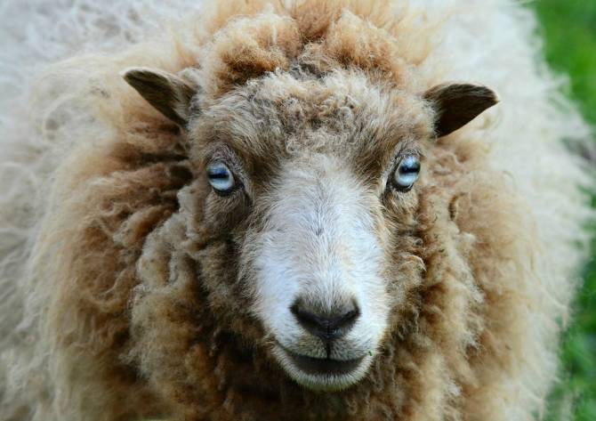 В Погарском районе два приятеля украли овец ради бизнес-идеи