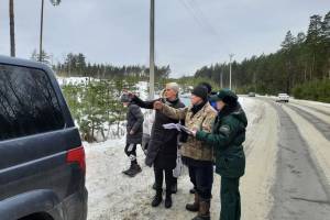 В брянских лесах на незаконной рубке елок к Новому году попались 3 человека