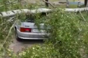 В Карачеве рухнувшее дерево раздавило автомобиль