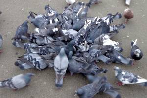 Фокинский район Брянска усыпали трупы голубей