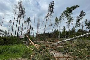 В Брянской области пронёсся смерч и срезал деревья 