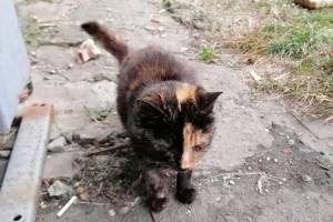 На умирающем брянском заводе обрекли на гибель 12 кошек