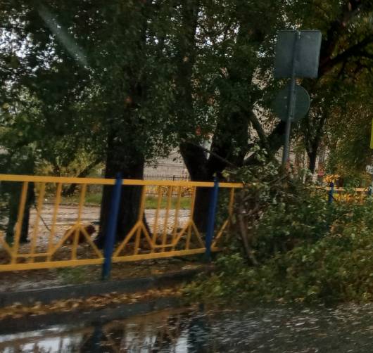 В Брянске на улице Почтовой упало дерево