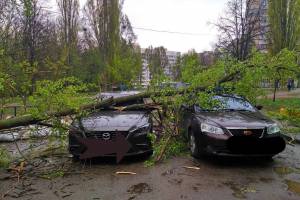 В Брянске ураган повалил дерево на две дорогие иномарки