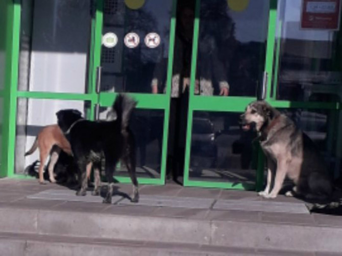 В поселке Локоть бродячие собаки оккупировали магазин «Пятерочка»