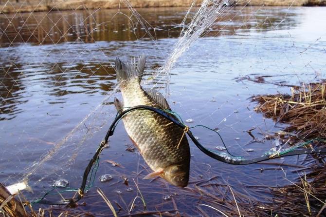 Под Унечей три браконьера наловили сетями рыбы на 80 тысяч рублей