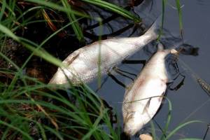В Новозыбкове из-за прорыва канализации погибла рыба