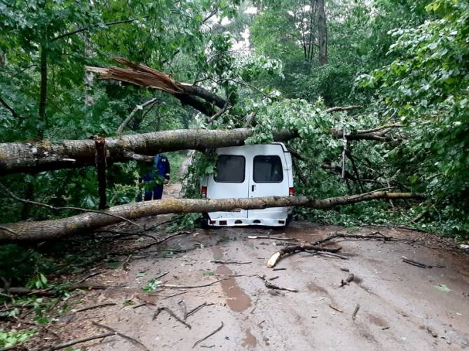 В брянском посёлке Локоть дерево рухнуло на «ГАЗель» и покалечило двоих мужчин