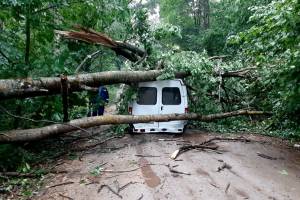 В брянском посёлке Локоть дерево рухнуло на «ГАЗель» и покалечило двоих мужчин