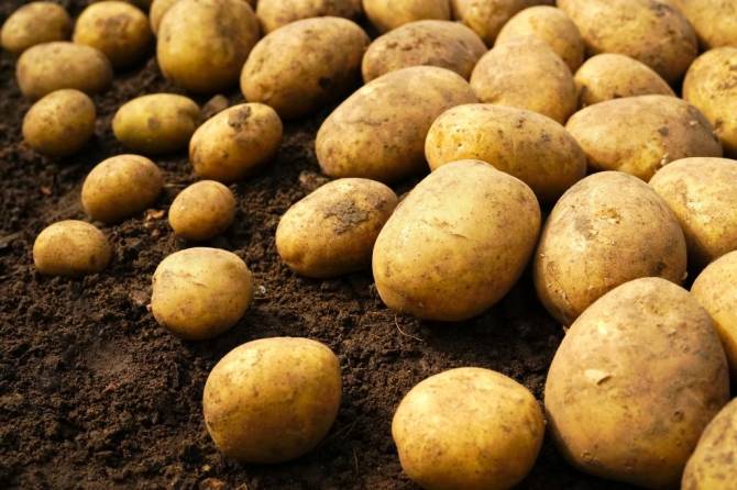 В Брянской области дан старт проекту по развитию производства картофеля и овощей