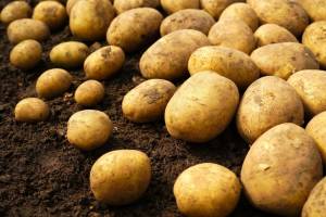 В Брянской области дан старт проекту по развитию производства картофеля и овощей