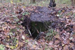Поисковики нашли в брянских лесах сохранившийся с войны ДОТ