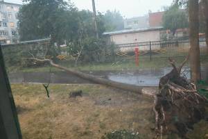 В Брянске возле детского сада на Орловской рухнуло дерево